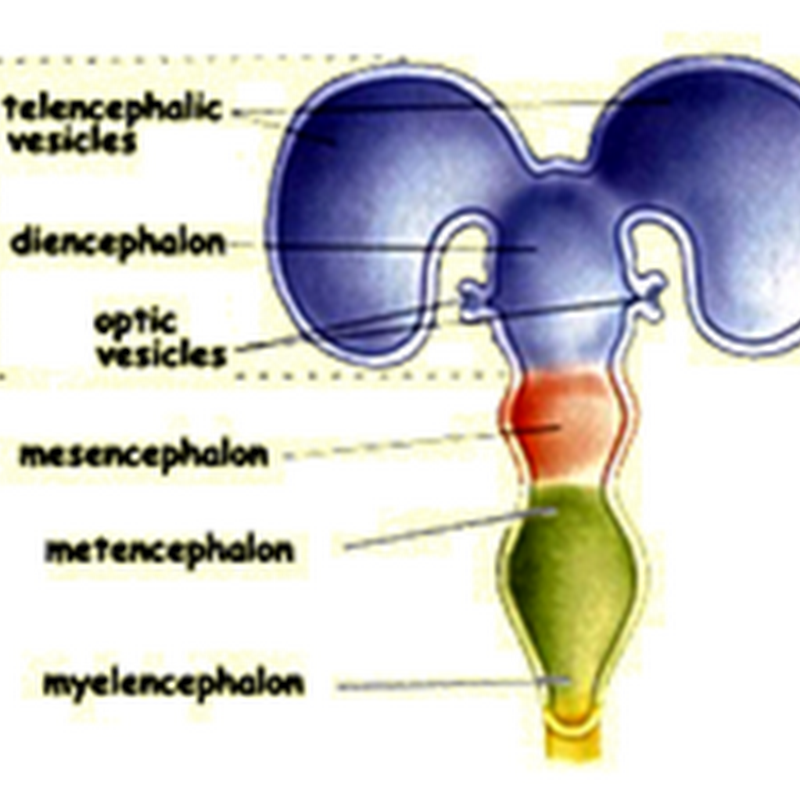 Development of the brain