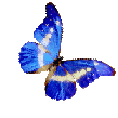 borb_ azul linda borb_ azul linda