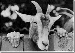 my_neighbour_the_old_goat
