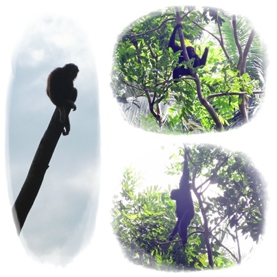 [5Primates4.jpg]