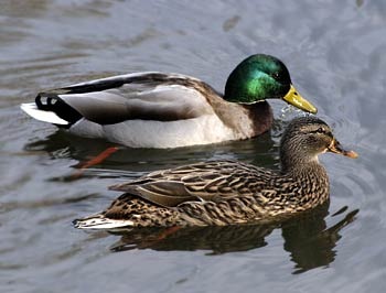[mallard-ducks[2].jpg]