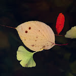 wallpapers-free-downloads.blogspot.com.jpg