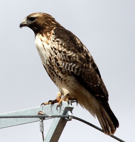 [Hawk21.jpg]