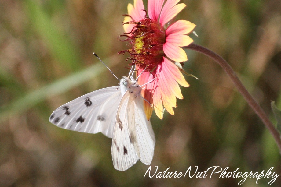 [Western White Butterfly2.jpg]
