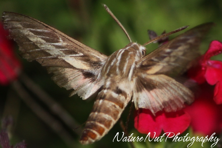 [Hummingbird Moth3[4].jpg]