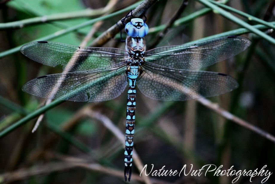 [Blue Darner Dragonfly[4].jpg]