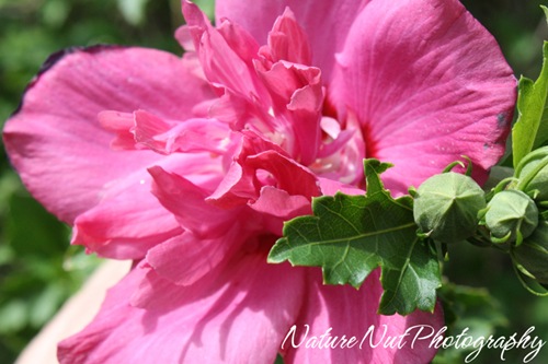 Rose of Sharon