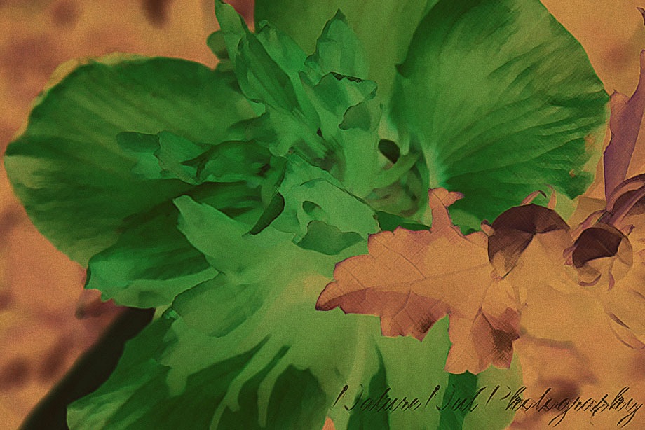 [Rose of Sharon Art[4].jpg]