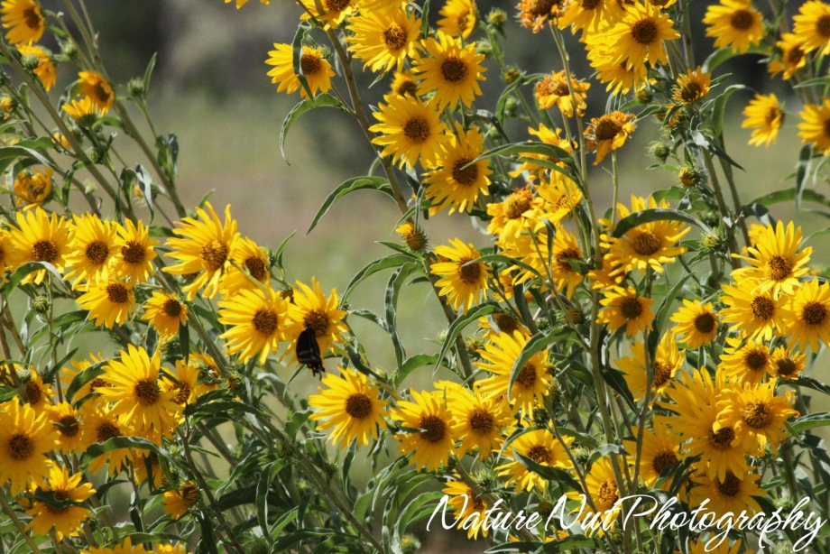 [Maximillian[4].jpg]