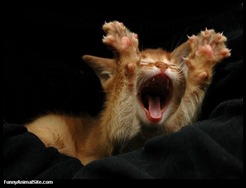 Cat_Saying_Hooray