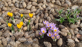 Krokusy