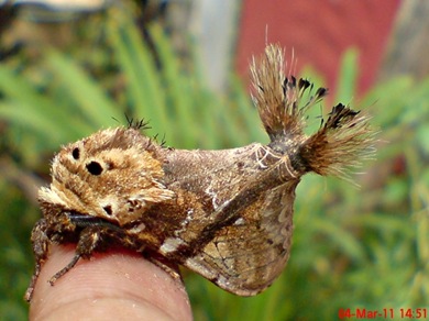 dudusa vethi snellen_lepidoptera_moth_ngengat 18
