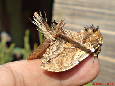 dudusa vethi snellen_lepidoptera_moth_ngengat 05 dudusa vethi snellen_lepidoptera_moth_ngengat 05