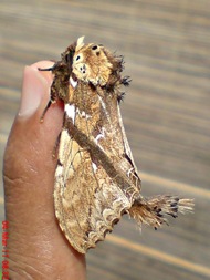 dudusa vethi snellen_lepidoptera_moth_ngengat 08
