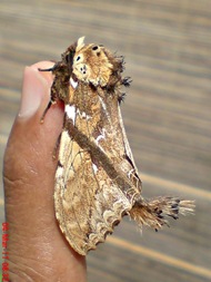 dudusa vethi snellen_lepidoptera_moth_ngengat 08 dudusa vethi snellen_lepidoptera_moth_ngengat 08