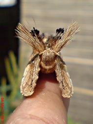 dudusa vethi snellen_lepidoptera_moth_ngengat 06