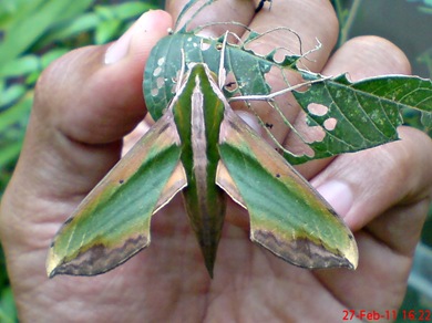 a hawk moth_Pergesa acteus