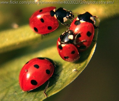 ladybug foursome