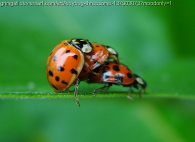 ladybug_threesome