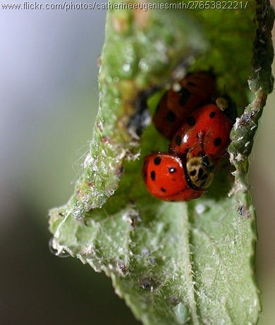 ladybug orgy