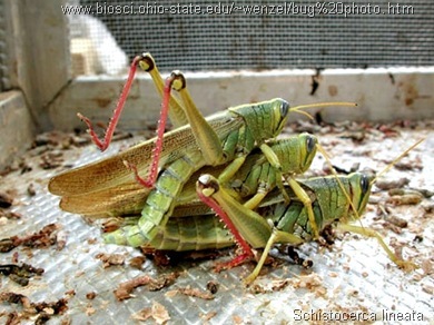 Schistocerca lineata threesome - grasshopper mating[2]
