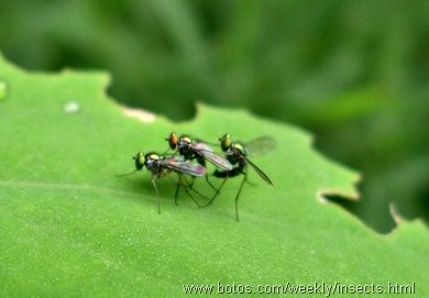 fruit fly threesome mating