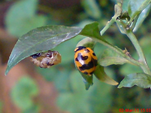 [transverse ladybug emerged from the pupa 10[4].jpg]