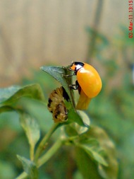 transverse ladybug emerged from the pupa 03