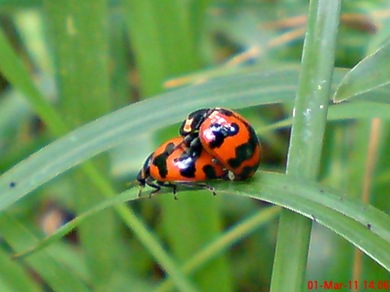 ladybird mating 03