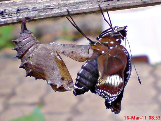 [Common Eggfly Butterfly Emerging from a Chrysalis 04[4].jpg]
