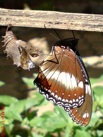 [Common Eggfly Butterfly Emerging from a Chrysalis 11[4].jpg]