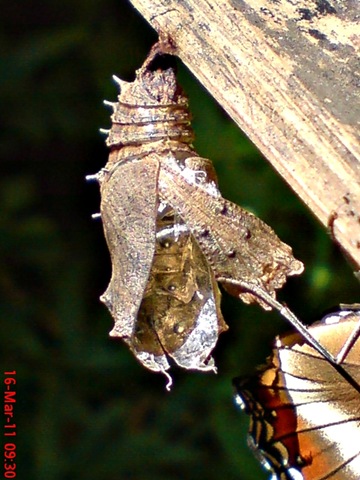 [Common Eggfly Butterfly Emerging from a Chrysalis 12[4].jpg]