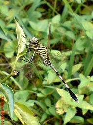 capung badak Orthetrum sabina 2 capung badak Orthetrum sabina 2