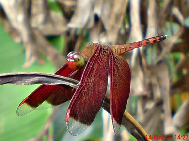 Neurothemis terminata_Straight-edged Red Parasol 03