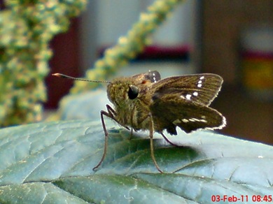 Grass-skipper Borbo cinnara 11