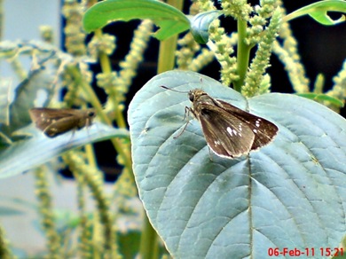 Grass-skipper Borbo cinnara 13