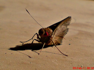 Erionota thrax thrax - Banana Skipper 03 Erionota thrax thrax - Banana Skipper 03