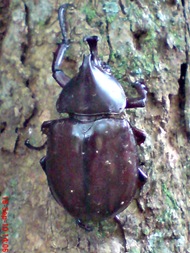 Xylotrupes gideon_Kumbang Badak_Rhinoceros Beetle 09
