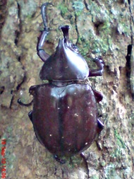 Xylotrupes gideon_Kumbang Badak_Rhinoceros Beetle 09 Xylotrupes gideon_Kumbang Badak_Rhinoceros Beetle 09