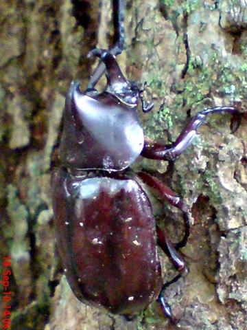 [Xylotrupes gideon_Kumbang Badak_Rhinoceros Beetle 10[4].jpg]