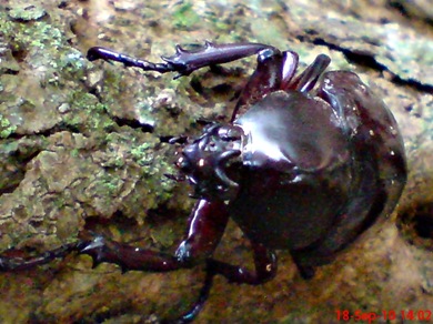 Xylotrupes gideon_Kumbang Badak_Rhinoceros Beetle 02 Xylotrupes gideon_Kumbang Badak_Rhinoceros Beetle 02