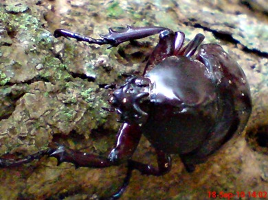 Xylotrupes gideon_Kumbang Badak_Rhinoceros Beetle 02