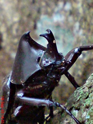 Xylotrupes gideon_Kumbang Badak_Rhinoceros Beetle 06