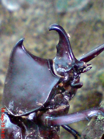 [Xylotrupes gideon_Kumbang Badak_Rhinoceros Beetle 08[4].jpg]