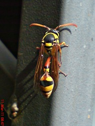 Delta campaniforme_Yellow and black potter wasp 07