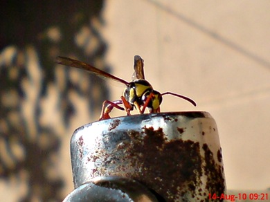 Delta campaniforme_Yellow and black potter wasp 01 Delta campaniforme_Yellow and black potter wasp 01