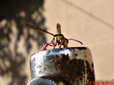 Delta campaniforme_Yellow and black potter wasp 01