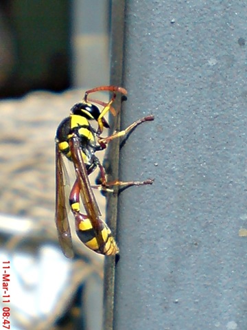 [Delta campaniforme_Yellow and black potter wasp 04[9].jpg]