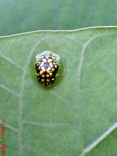 green Tortoise Beetle_Cassida circumdata 01 green Tortoise Beetle_Cassida circumdata 01