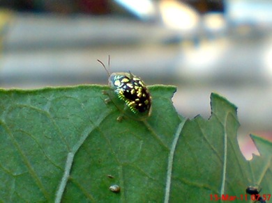 green Tortoise Beetle_Cassida circumdata 03 green Tortoise Beetle_Cassida circumdata 03